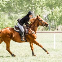 Конкур :: SanSan 