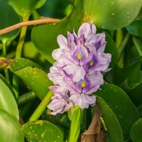 * :: Dmitry i Mary S