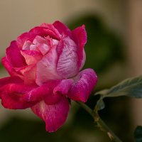 Красная роза :: Игорь Сикорский