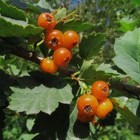 про Урал :: Елена Шаламова