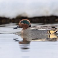 чирок свистунок :: юрий макаров