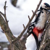 *** :: Владимир Безбородов