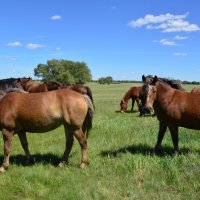 **** :: Виктор 