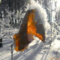 Зимы этюды... :: Андрей Заломленков