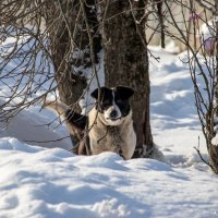 Местный сторожил, мимо не пройдшь :: Sergei Vikulov