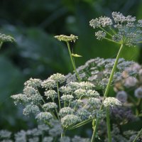 *//*//* :: Алексей Дмитриев *//*//* :: Алексей Дмитриев