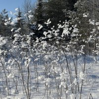 Снежные украшения :: Ольга Савельева 