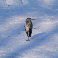 Серая цапля вновь заглянула в городской парк :: Рита Симонова