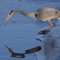 Серая цапля :: Рита Симонова