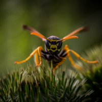 Оса :: Игорь Шевченко