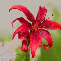 Красивая геометрия бордовой лилии :: Николай Зиновьев