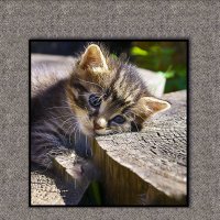 УСТРОИЛСЯ :: Владимир Кроливец