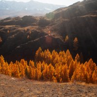 Прекрасный Алтай :: Лида Лидина