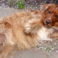 – Да, я и есть та самая Каштанка... :: Михаил Андреев