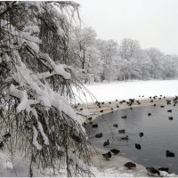 Зима!.. Крестьянин, торжествуя, На дровнях обновляет путь; Его лошадка, снег почуя... :: "The Natural World" Александер