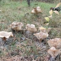 Про грибы :: Валентина Богатко 