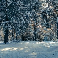 Снежная зима :: Владимир Калеев