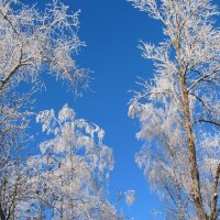 Изморозь... :: Татьяна Гнездилова Изморозь... :: Татьяна Гнездилова