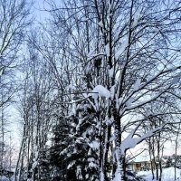 «Ах, как хороша собой эта ЗИМА..!»’26г. :: Арина Невская