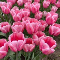 тюльпаны Мilk shake :: МАРИЯ ПОПОВА