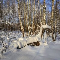 обитатели зимнего леса :: Валентина. . обитатели зимнего леса :: Валентина. .