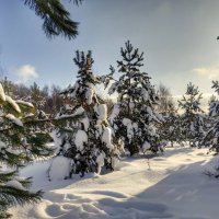ёлочки в снежном наряде :: Валентина. .