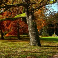 В осеннем парке :: Юрий. Шмаков
