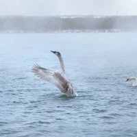 *** :: Viktoria Anufrieva *** :: Viktoria Anufrieva