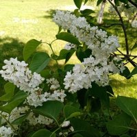 Белая сирень :: Елена Сухорученкова