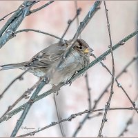 Про птиц... :: Aquarius - Сергей