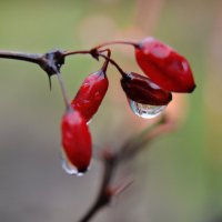 Февральский дождь.... :: Надежда Куркина 