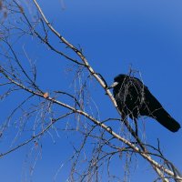 Грачи адаптировались. :: Татьяна Помогалова Грачи адаптировались. :: Татьяна Помогалова