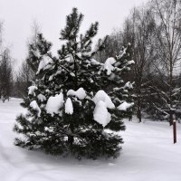 Зима в Московских парках. :: Наташа *****