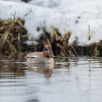 чирок свистунок :: юрий макаров