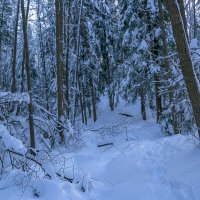 В заснеженном лесу :: Сергей Цветков