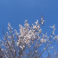 Апрель ! :: Елена Шаламова