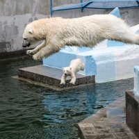 полярные медведи :: Аркадий 