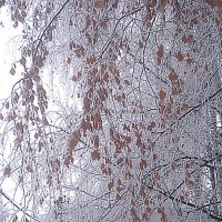 Морозным днем :: Елена Семигина