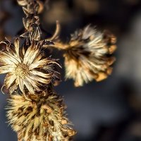 Зимние цветы :: Мариша 