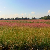 ПОЛЮШКО-ПОЛЕ... :: nadyasilyuk Вознюк