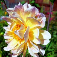 Георгинка. :: nadyasilyuk Вознюк Георгинка. :: nadyasilyuk Вознюк