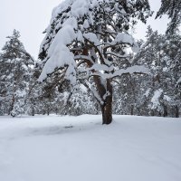 Снежная сосна в зимнем пейзаже :: Александр Синдерёв