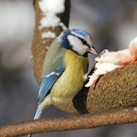 Лазоревка :: Лина Лазоревка :: Лина