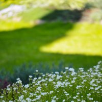 Лужайка. :: Константин Белоногов