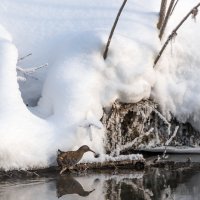 Водяной пастушок. :: Владимир Безбородов Водяной пастушок. :: Владимир Безбородов