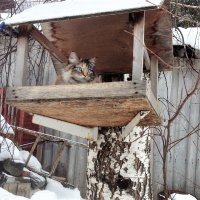 Птичка :: Лариса С.