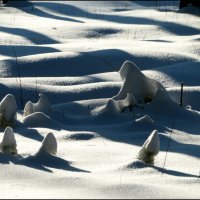 Свет и тень. :: Егор Бабанов