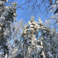 существо вылезло погреться :: Владимир 