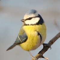 синичка :: Andrey Bragin 