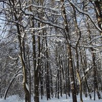 Февральский парк :: Freddy 97